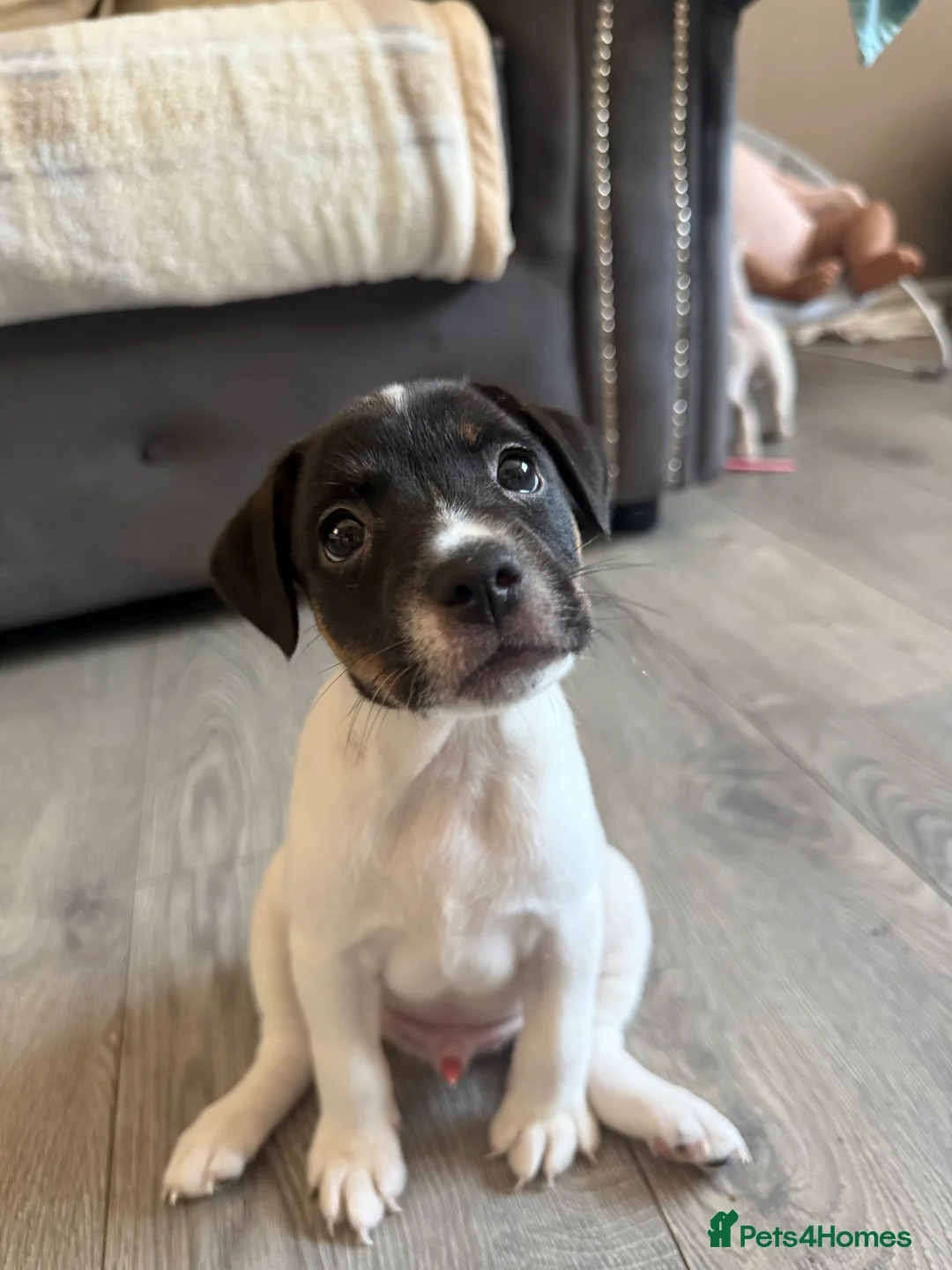Jack Russell dogs for sale: Make Jack russle puppies  - Advert 2