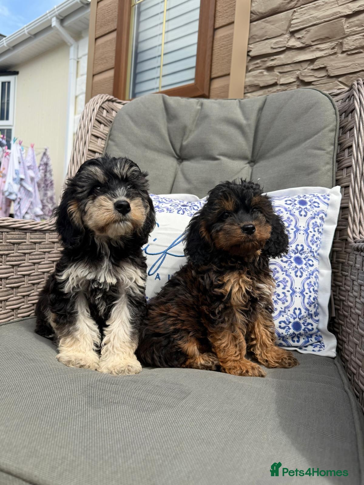 Cockapoo dogs F1 PRA CLEAR COCKAPOOS(council licensed breeder) - Advert 1
