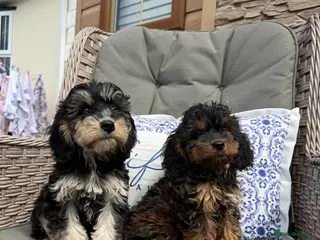 Cockapoo dogs for sale: F1 PRA CLEAR COCKAPOOS(council licensed breeder) - Advert 2