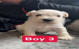 Miniature Schnauzer dogs for sale: Miniature Schnauzer Puppies - Image 6
