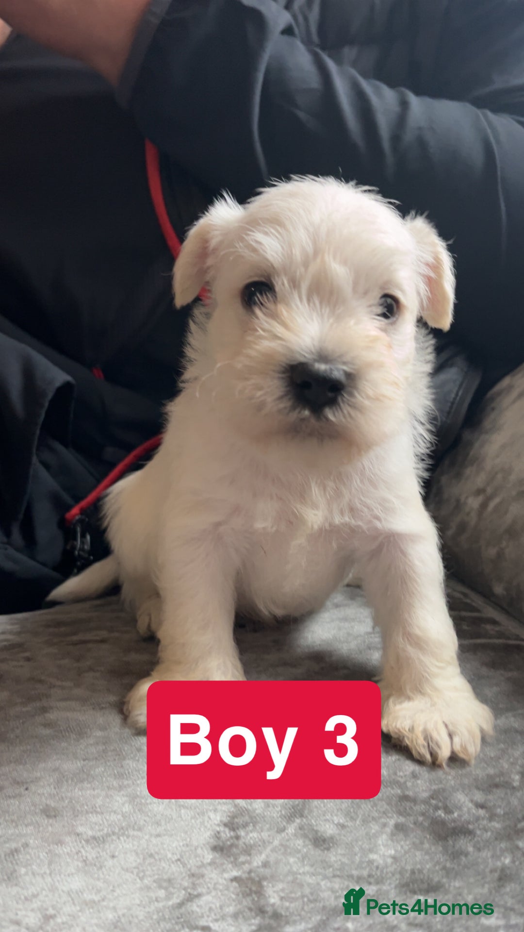 Miniature Schnauzer dogs for sale: Miniature Schnauzer Puppies - Image 6