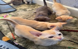 Burmese cats for sale: Burmese Kittens For Sale - Advert 8