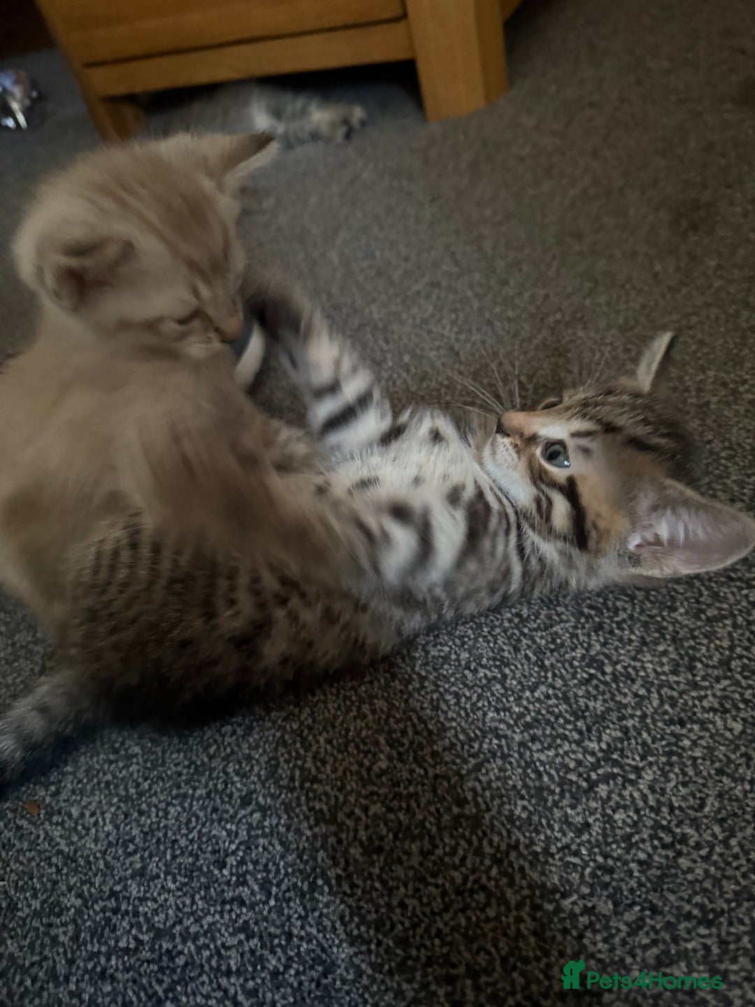 Mixed Breed cats for sale: Beautiful kittens - Image 2