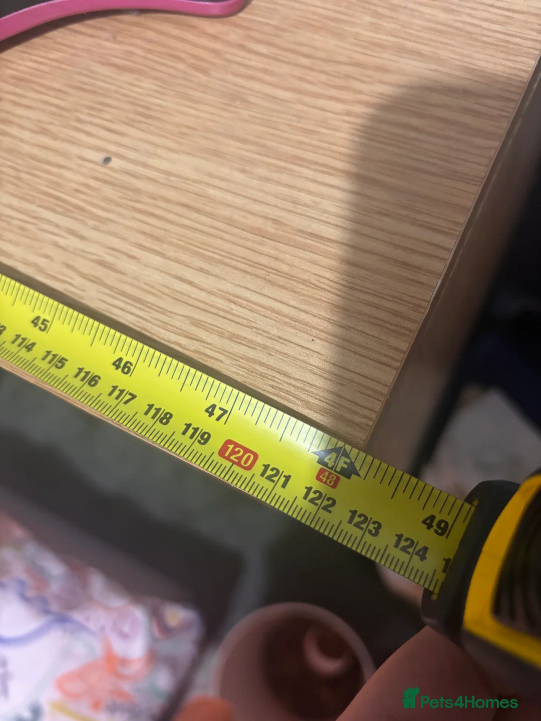 Tortoise reptiles for sale:  horsefield tortoise for sale  - Advert 4