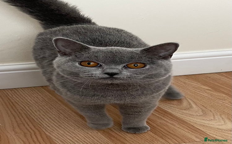 British Shorthair cats - Advert 16