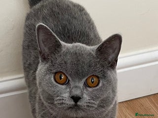 British Shorthair cats - Advert 26