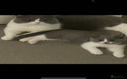 British Shorthair cats for sale: Dark grey BSH chunky girl for sale - Advert 1