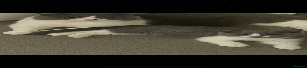 British Shorthair Kitten 1