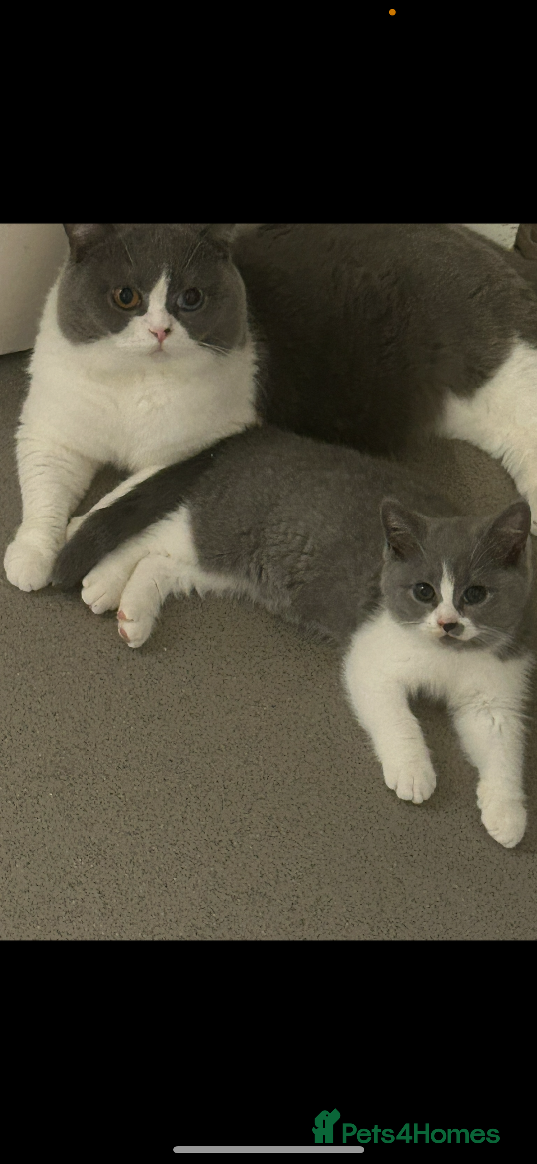 British Shorthair cats for sale: Dark grey BSH chunky girl for sale - Advert 1