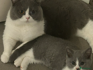 British Shorthair cats Dark grey BSH chunky girl for sale - Advert 6