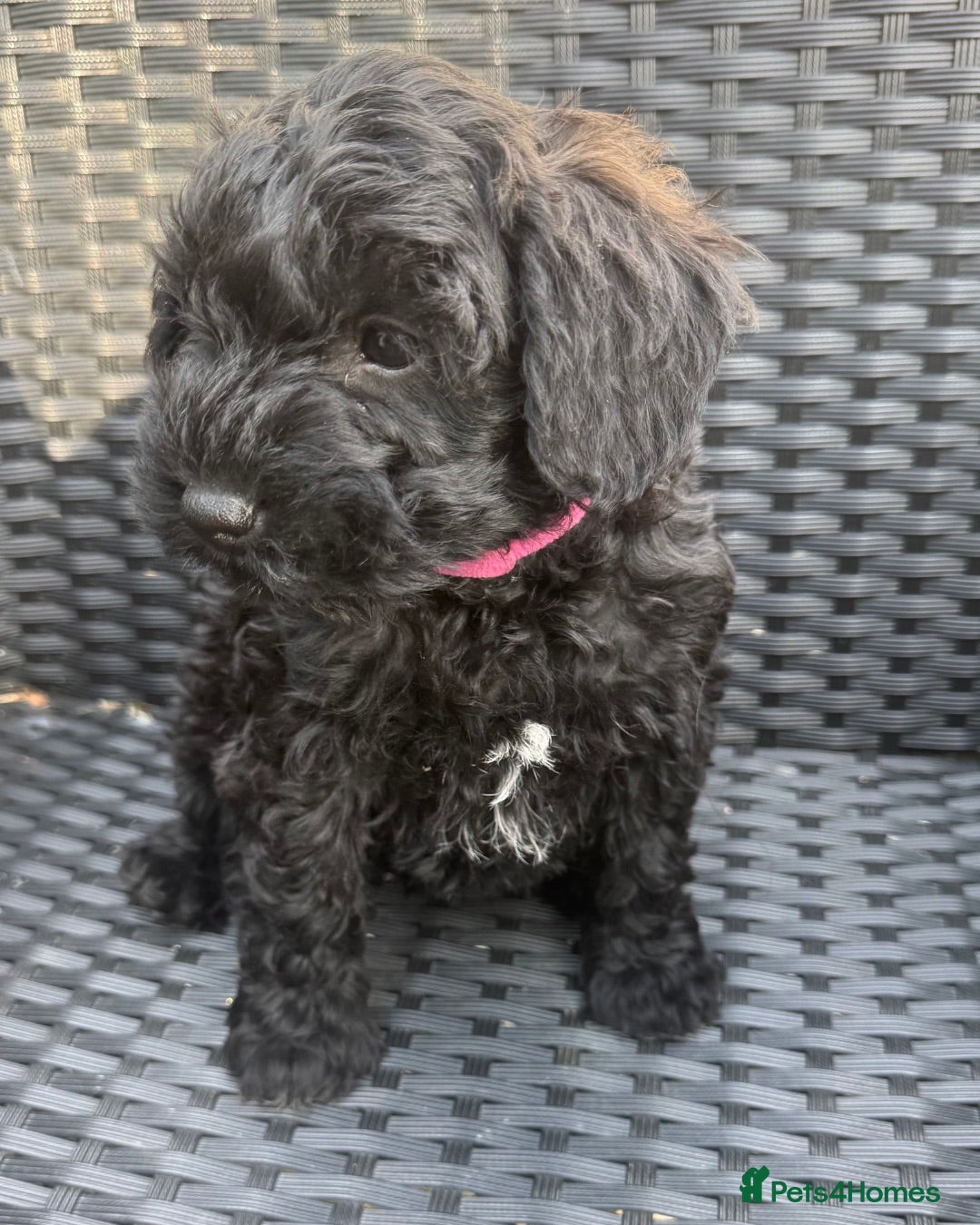 Schnoodle dogs  Toy Schnoodle puppies - Advert 5