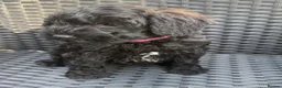 Schnoodle dogs for sale:  Toy Schnoodle puppies - Advert 1
