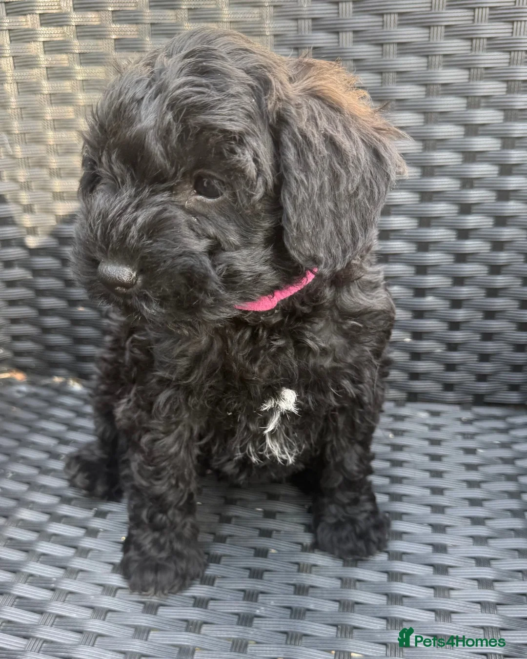 Schnoodle dogs for sale:  Toy Schnoodle puppies - Advert 1