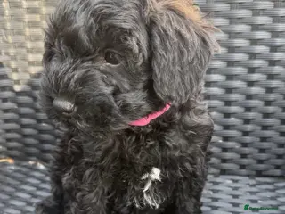 Schnoodle dogs Toy Schnoodle puppies - Advert 1