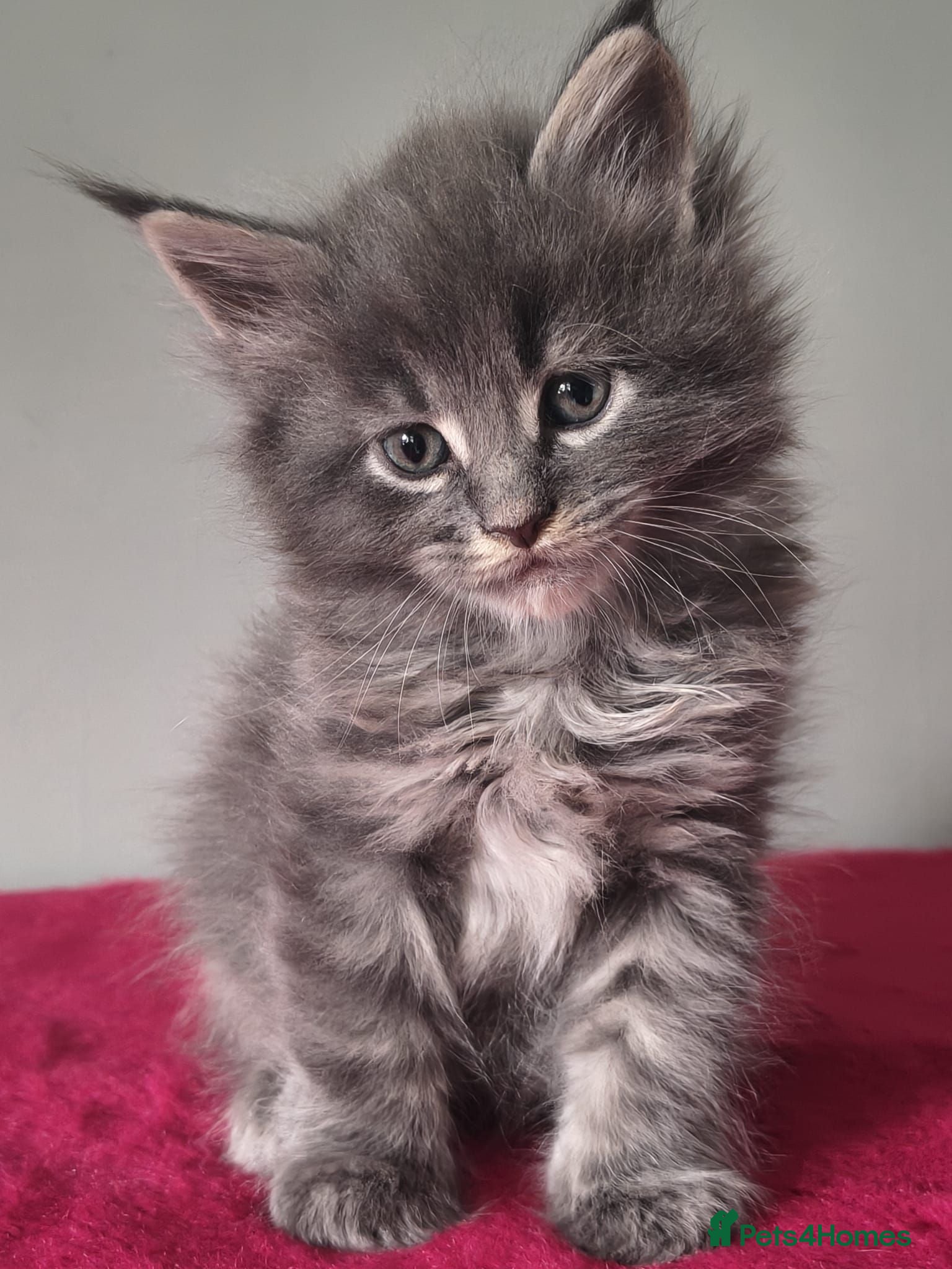 Maine Coon cats Tica registered Maine coon kittens - Advert 2