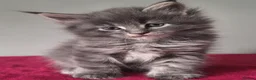 Maine Coon cats for sale: Tica registered Maine coon kittens - Advert 34