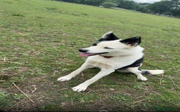 Border Collie dogs for sale: Border collies puppies - Image 4