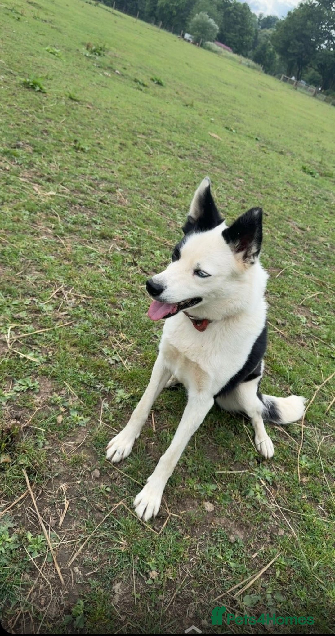 Border Collie dogs for sale: Border collies puppies - Image 4