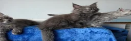 Maine Coon cats for sale: GCCF-registered Maine Coon kittens. - Advert 28
