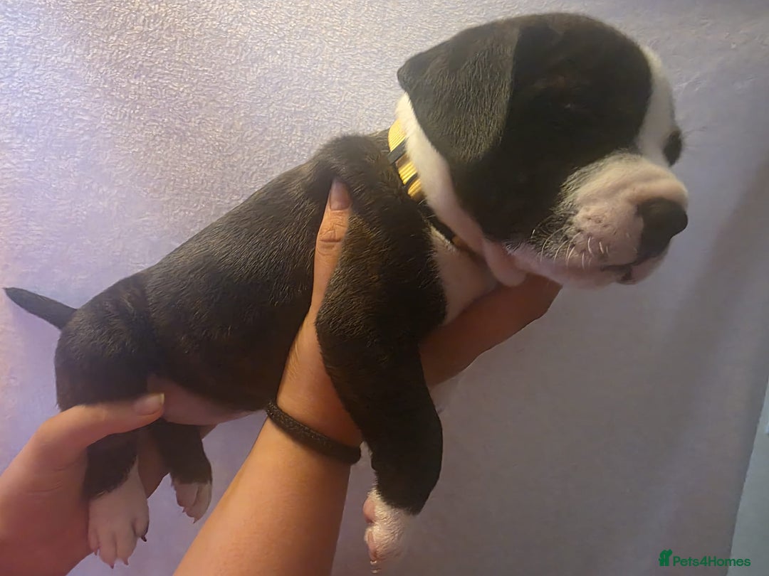 Staffordshire Bull Terrier dogs for sale: Staffy pups  - Advert 4