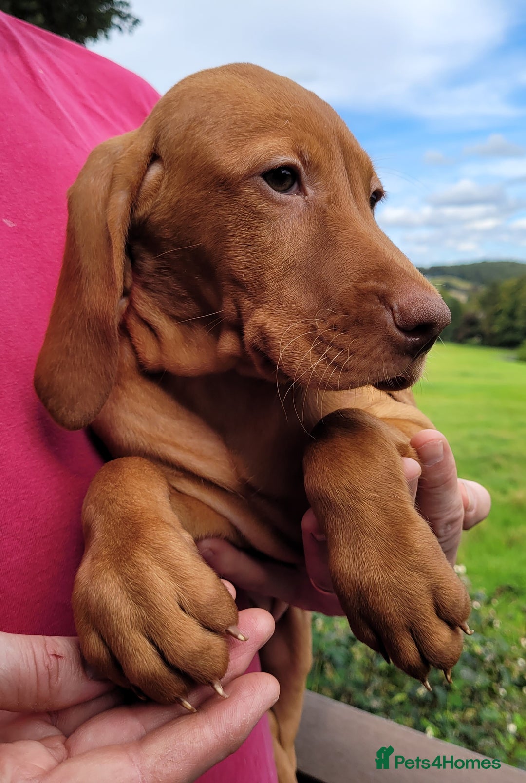 Hungarian Vizsla dogs for sale: Exceptional Vizsla Puppies - 5* Licenced Breeder  - Image 11