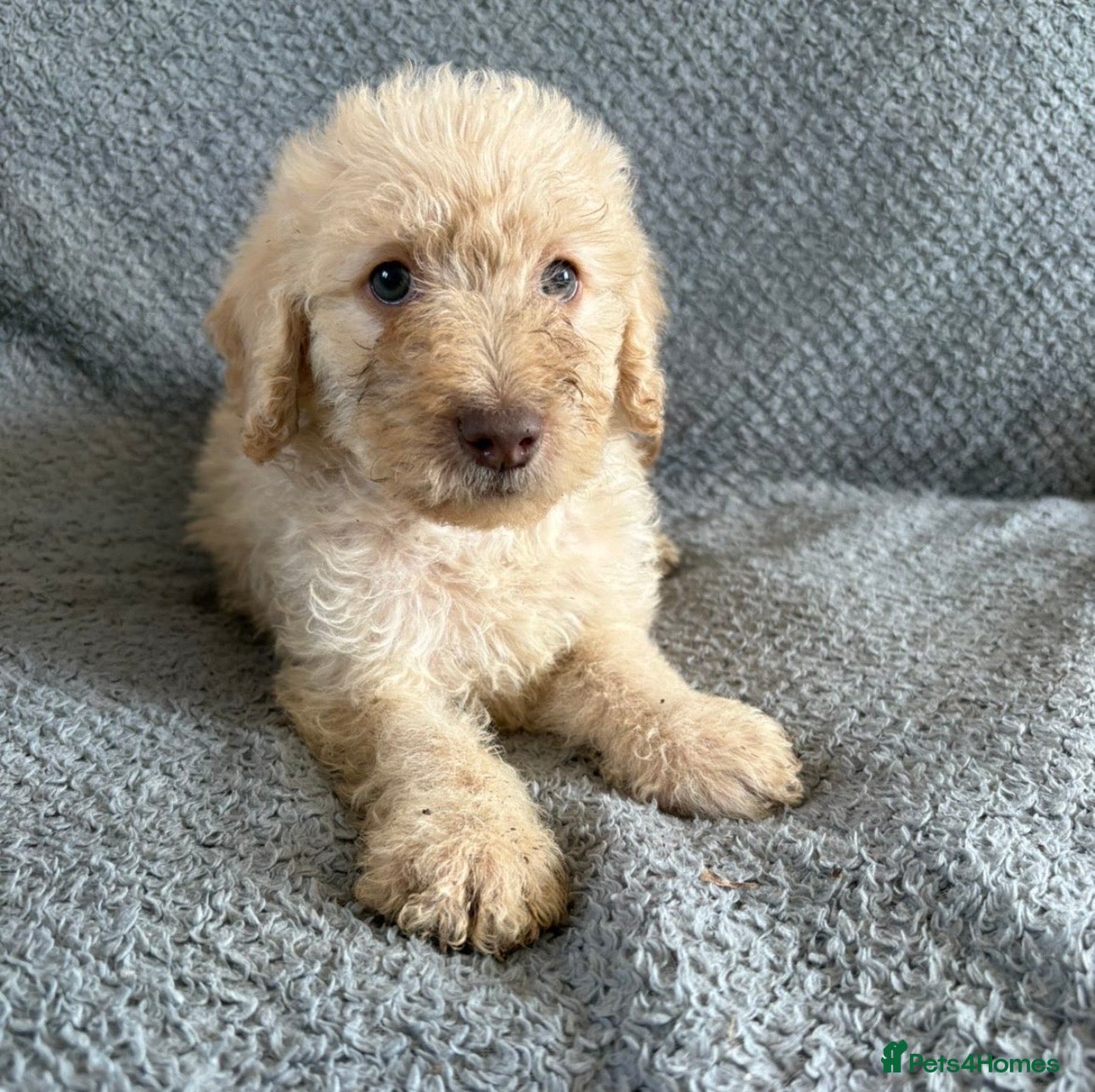 Labradoodle dogs Beautiful F1b Labradoodles  - Advert 2