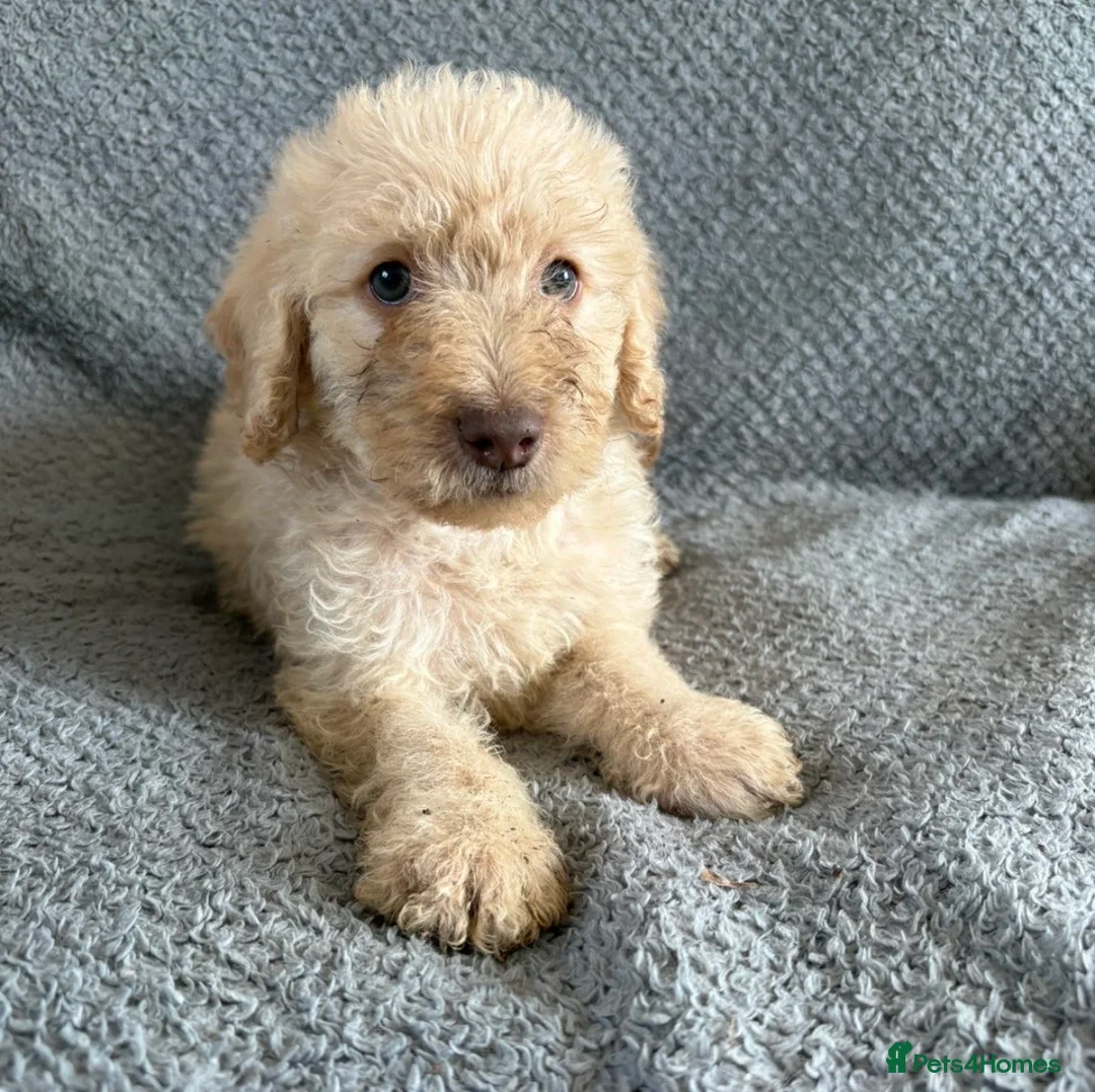 Labradoodle dogs for sale: Beautiful F1b Labradoodles  - Advert 2