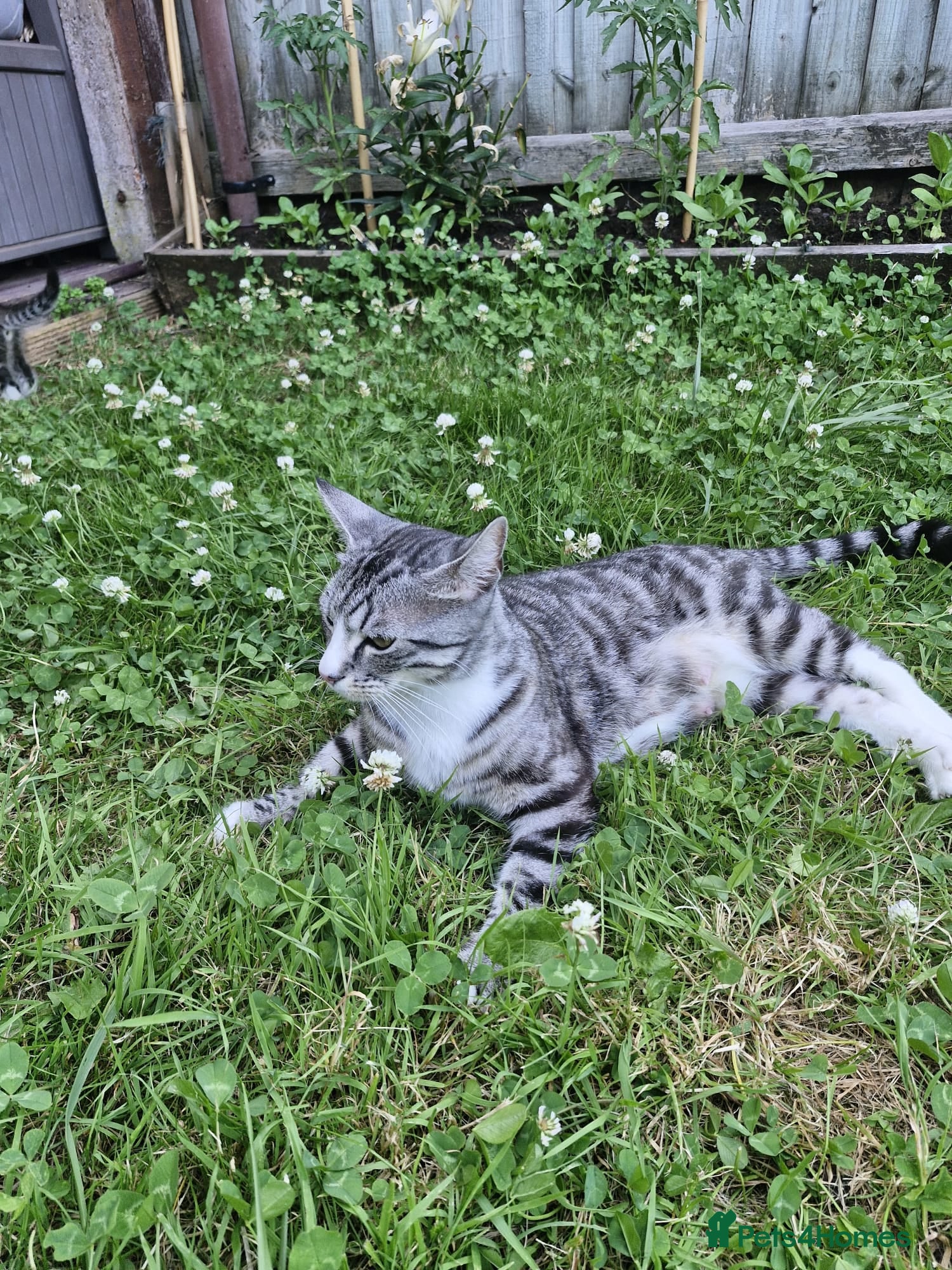 Mixed Breed cats Kitten Silver tabby mix Bengal - Advert 2