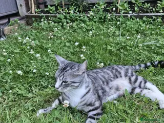 Mixed Breed cats Kitten Silver tabby mix Bengal - Advert 1