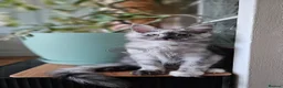 Maine Coon cats for sale: Ready to leave now TICA maine coon female - Advert 1