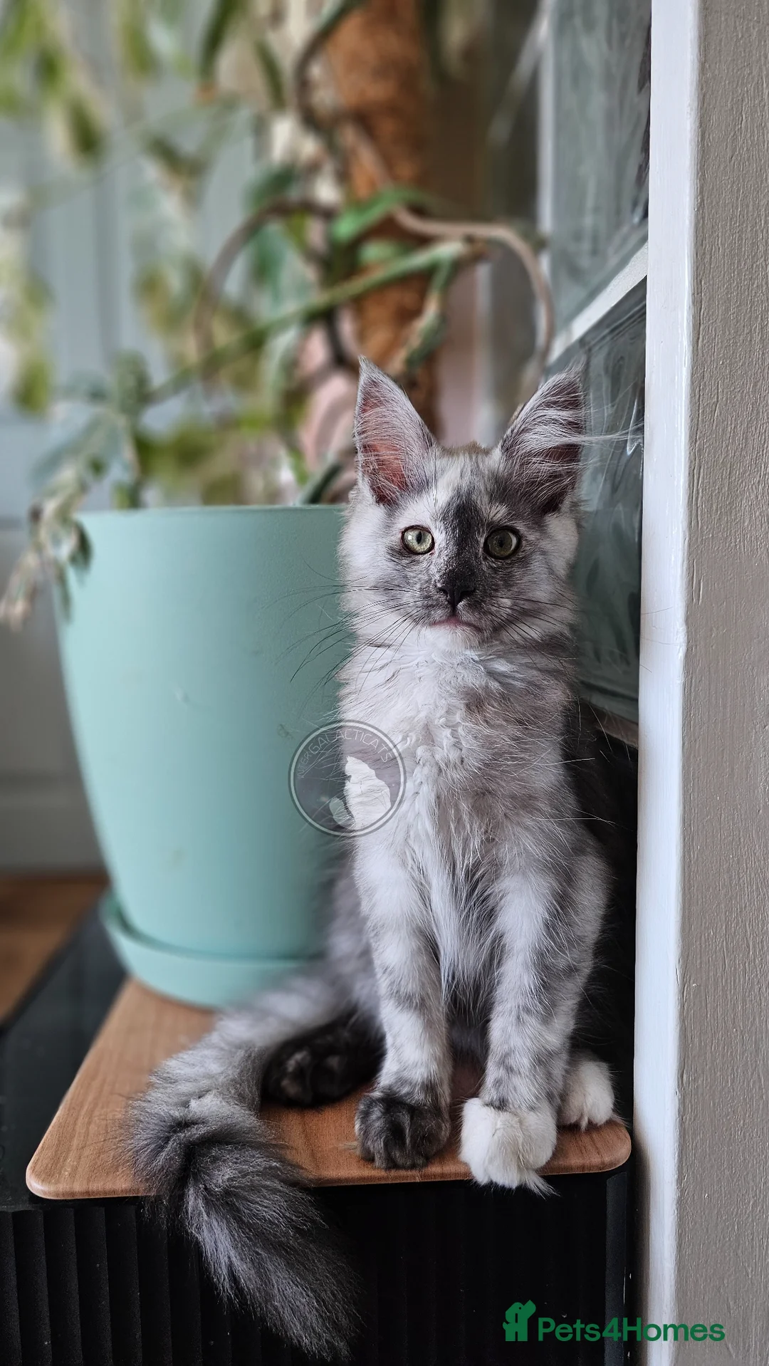 Maine Coon cats for sale: Ready to leave now TICA maine coon female - Advert 1