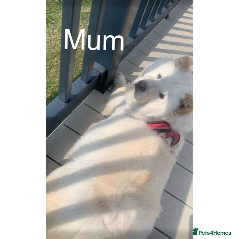 Chow Chow dogs Merle chow chow puppies - Advert 3