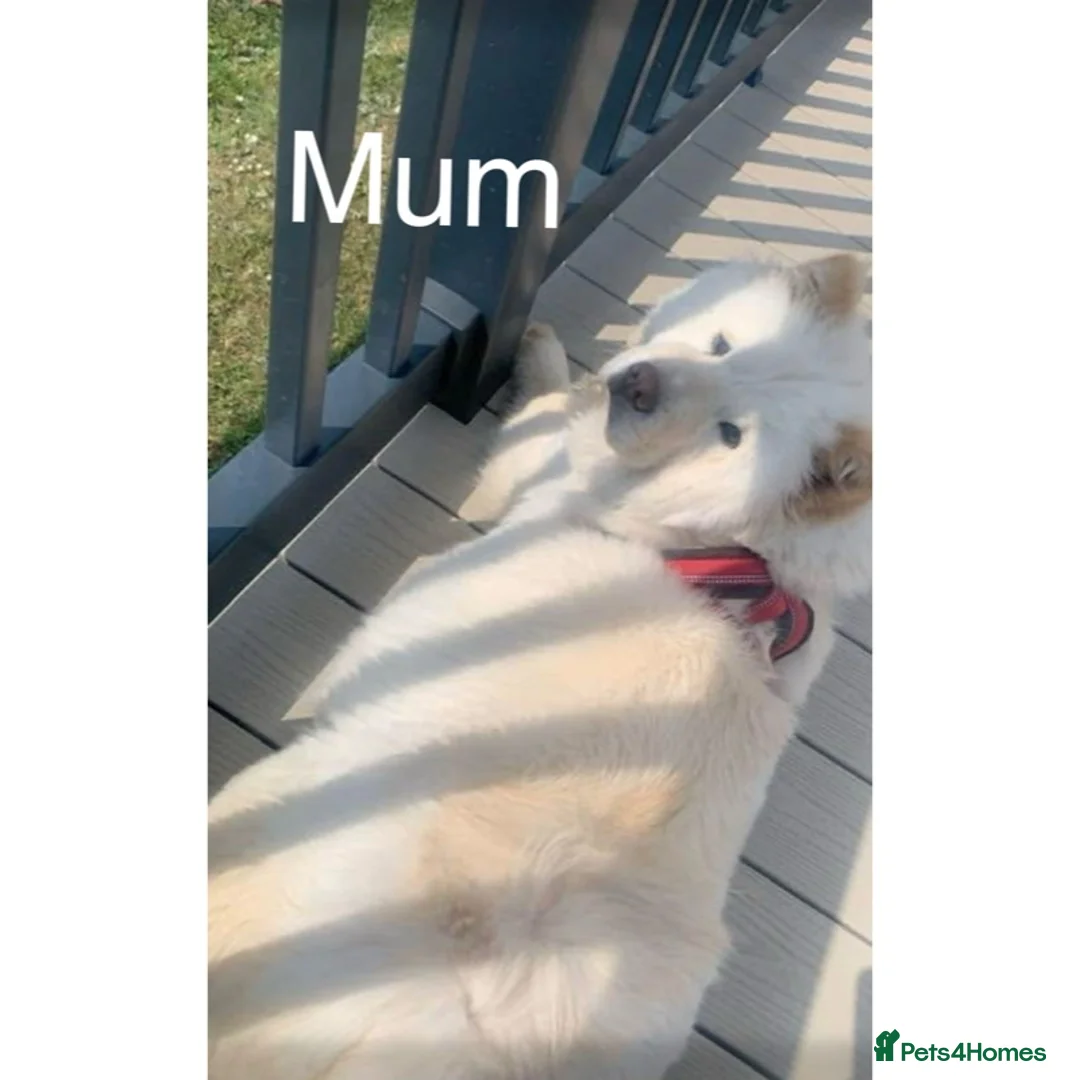 Chow Chow dogs for sale: Merle chow chow puppies - Advert 1