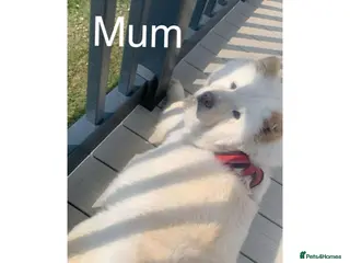 Chow Chow dogs Merle chow chow puppies - Advert 11