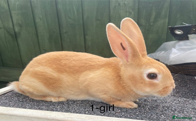 Rex rabbits - Advert 1