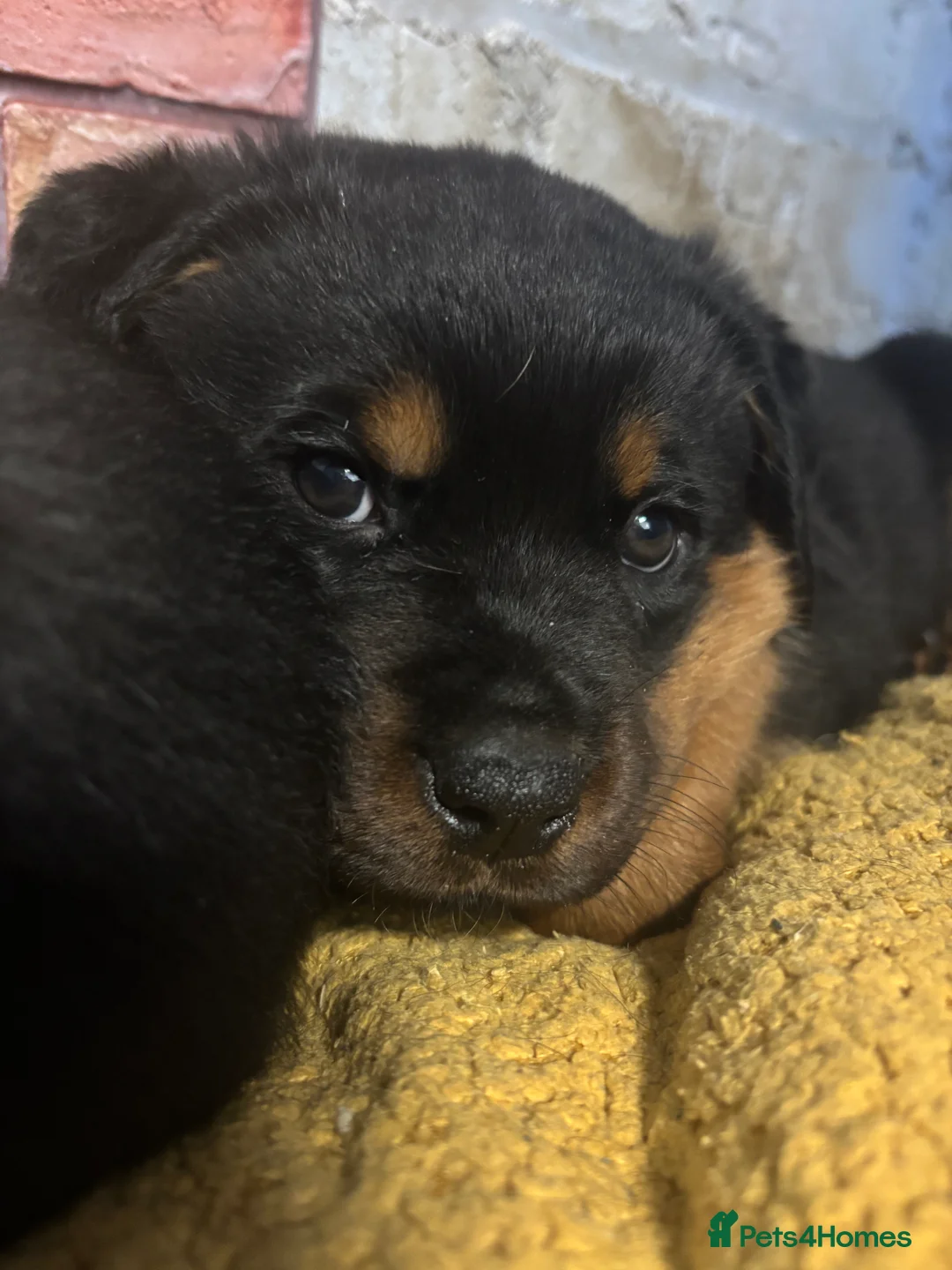 Rottweiler dogs for sale: *** Pedigree Rottweiler puppies ready in 2 wks*** - Advert 32