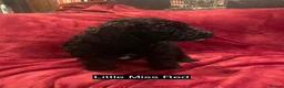 Cockapoo dogs for sale: Black Tightly Curled Cockapoo Pups - READY NOW - Advert 5