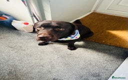 Labrador Retriever dogs for stud: Chocolate Lab for Stud - Image 4