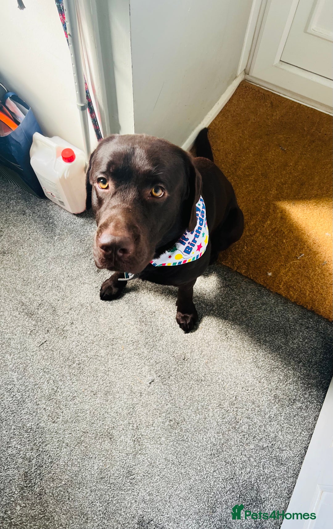 Labrador Retriever dogs for stud: Chocolate Lab for Stud - Image 4