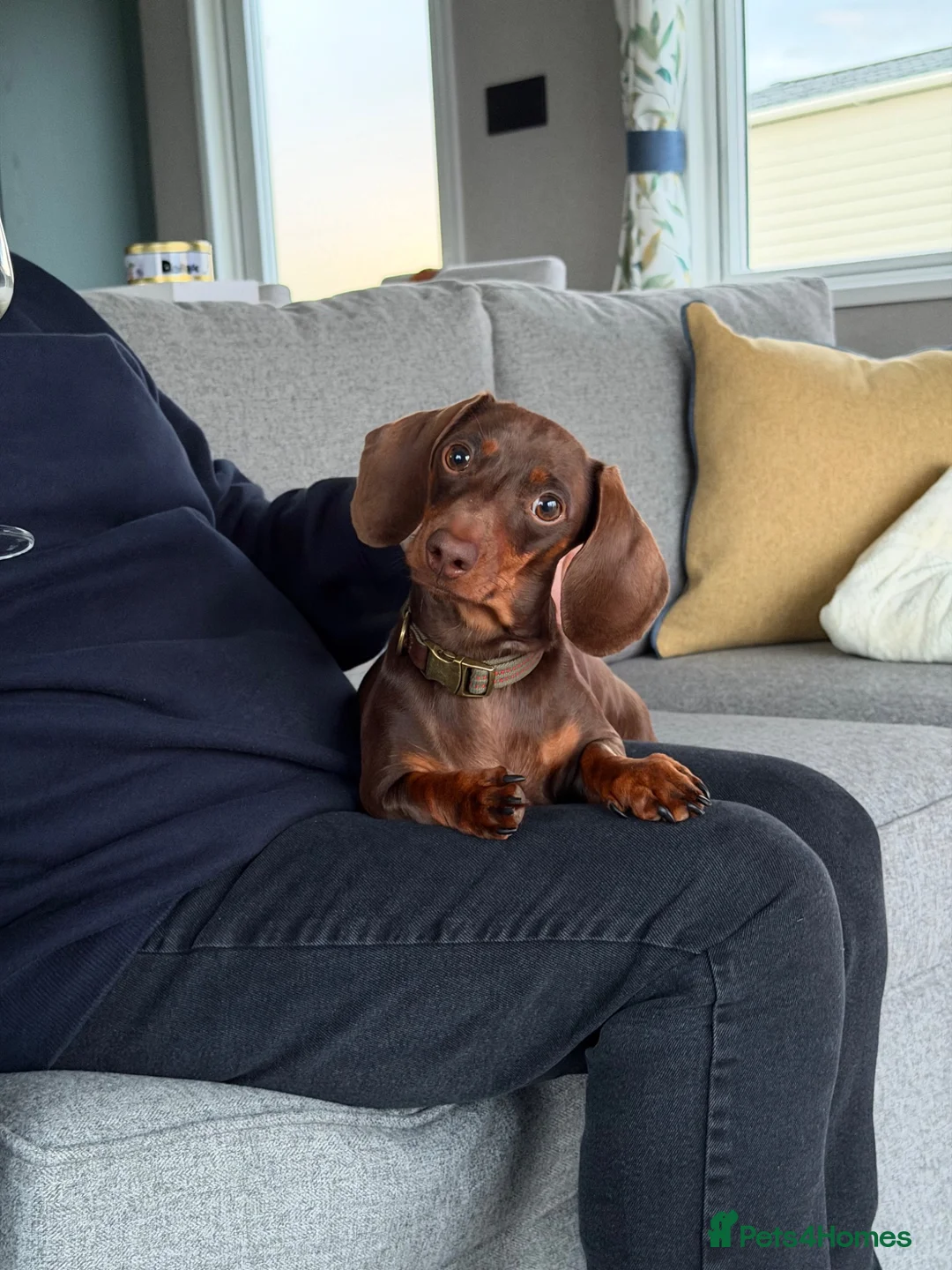 Miniature Dachshund dogs for sale: June - Lovely, Well Behaved and Playful - Advert 2