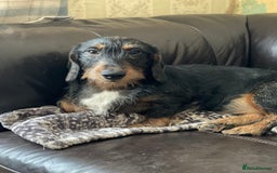 Miniature Dachshund dogs for sale: Wirehaired dachshund girl and boy - Image 8