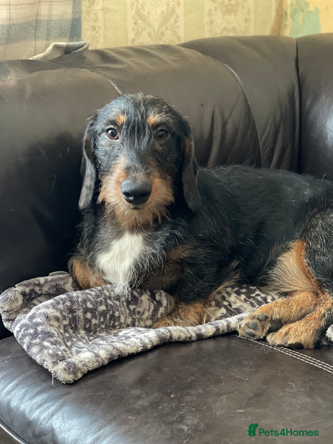Miniature Dachshund dogs for sale: Wirehaired dachshund girl and boy - Image 8