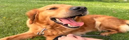 Golden Retriever dogs for sale: Red Golden Retriever kc registered - Advert 1