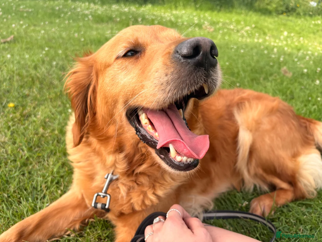 Golden Retriever dogs for sale: Red Golden Retriever kc registered - Advert 1