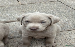Labrador Retriever dogs for sale: Gorgeous KC Silver & Charcoal Labs - Image 28