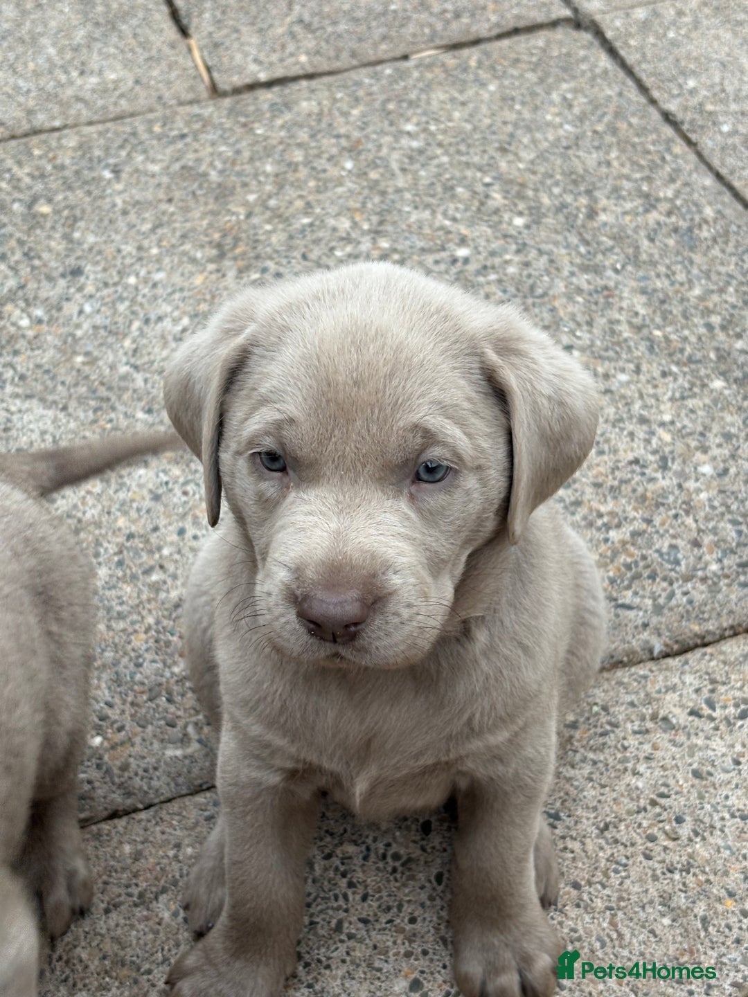 Labrador Retriever dogs for sale: Gorgeous KC Silver & Charcoal Labs - Image 28