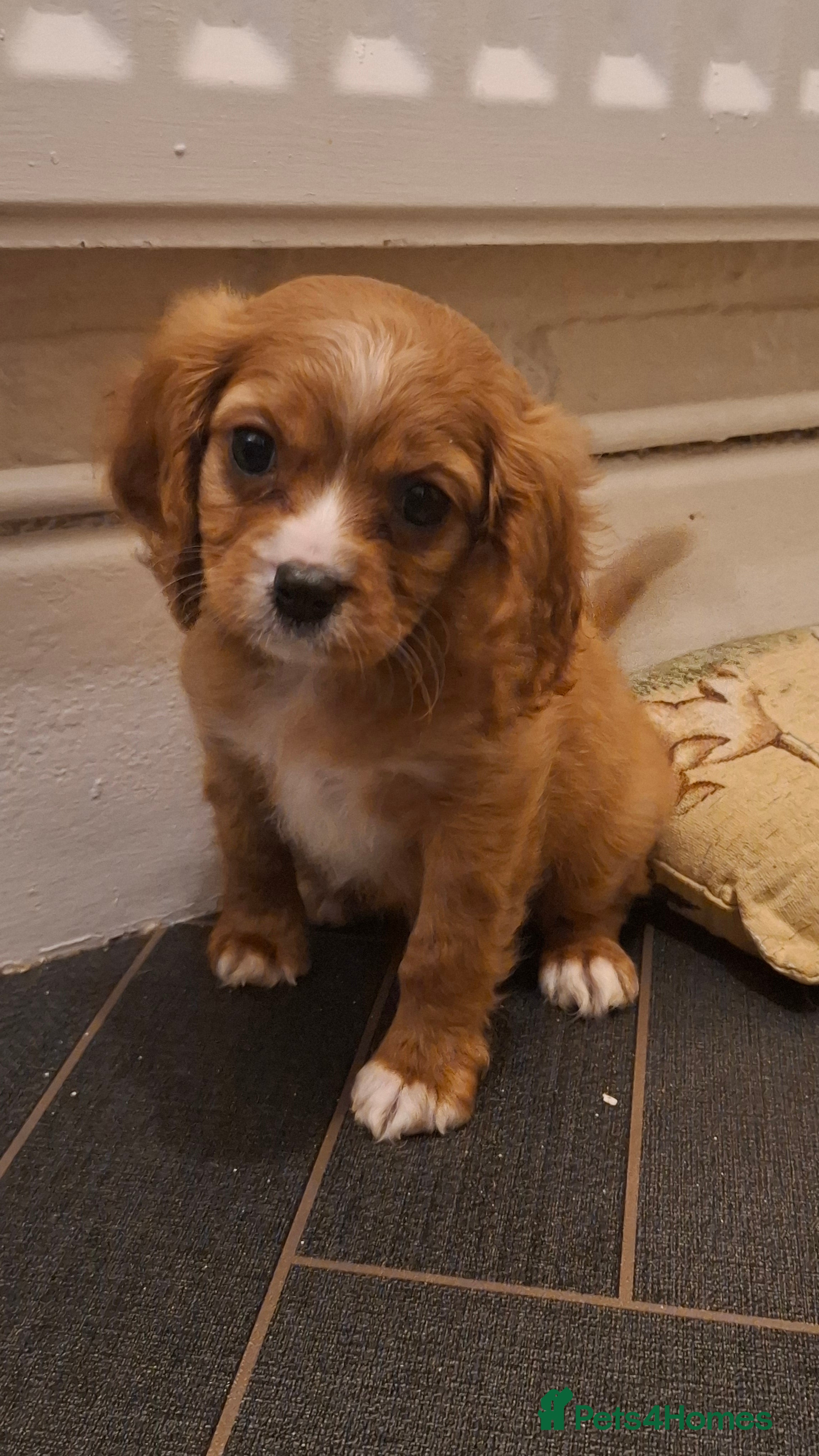 Cavapoo dogs Beautiful cavapoo F1b last boy available  - Advert 2