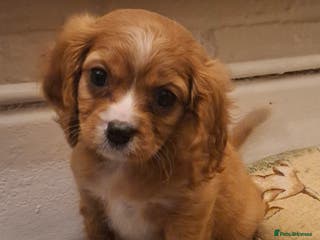 Cavapoo dogs Beautiful cavapoo F1b last boy available - Advert 11