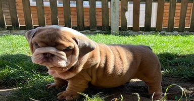English Bulldog dogs - Advert 10
