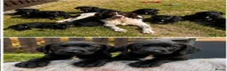 Springador dogs for sale: Springador Puppies🐶 - Advert 6